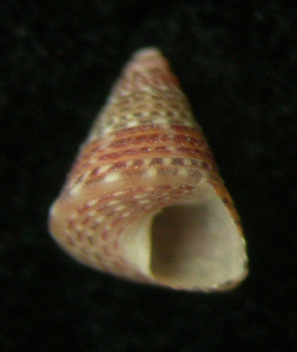 Jujubinus striatus